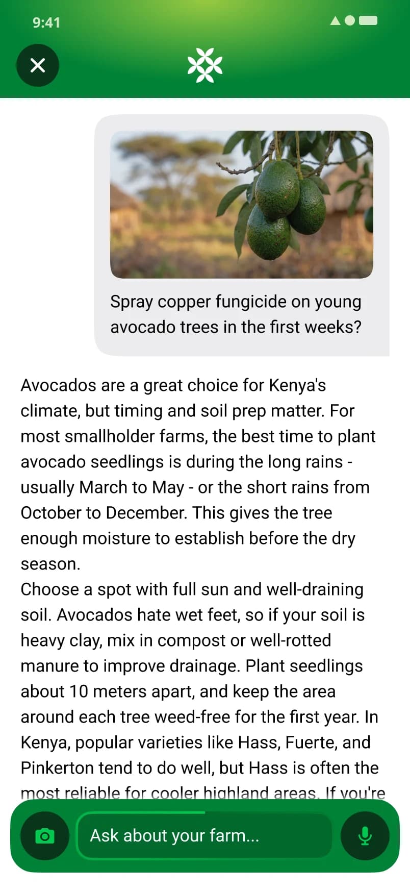 A FarmerChat advice card on growing avocados