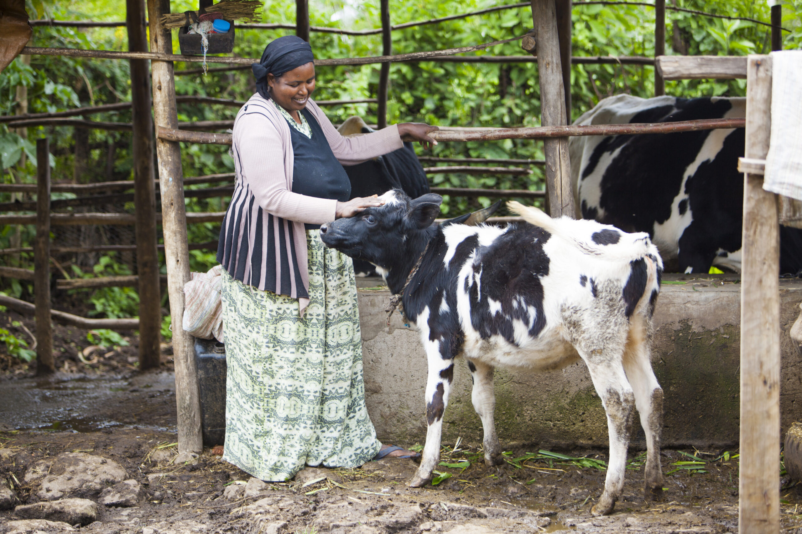 Felekech Negatu, owner of the cows who benefits from the Digital Green video training program