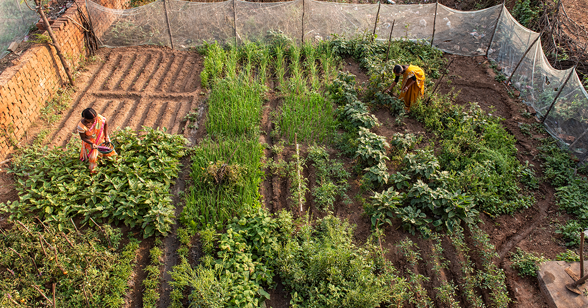 Combating Malnutrition Through Agri-Nutrition Gardens