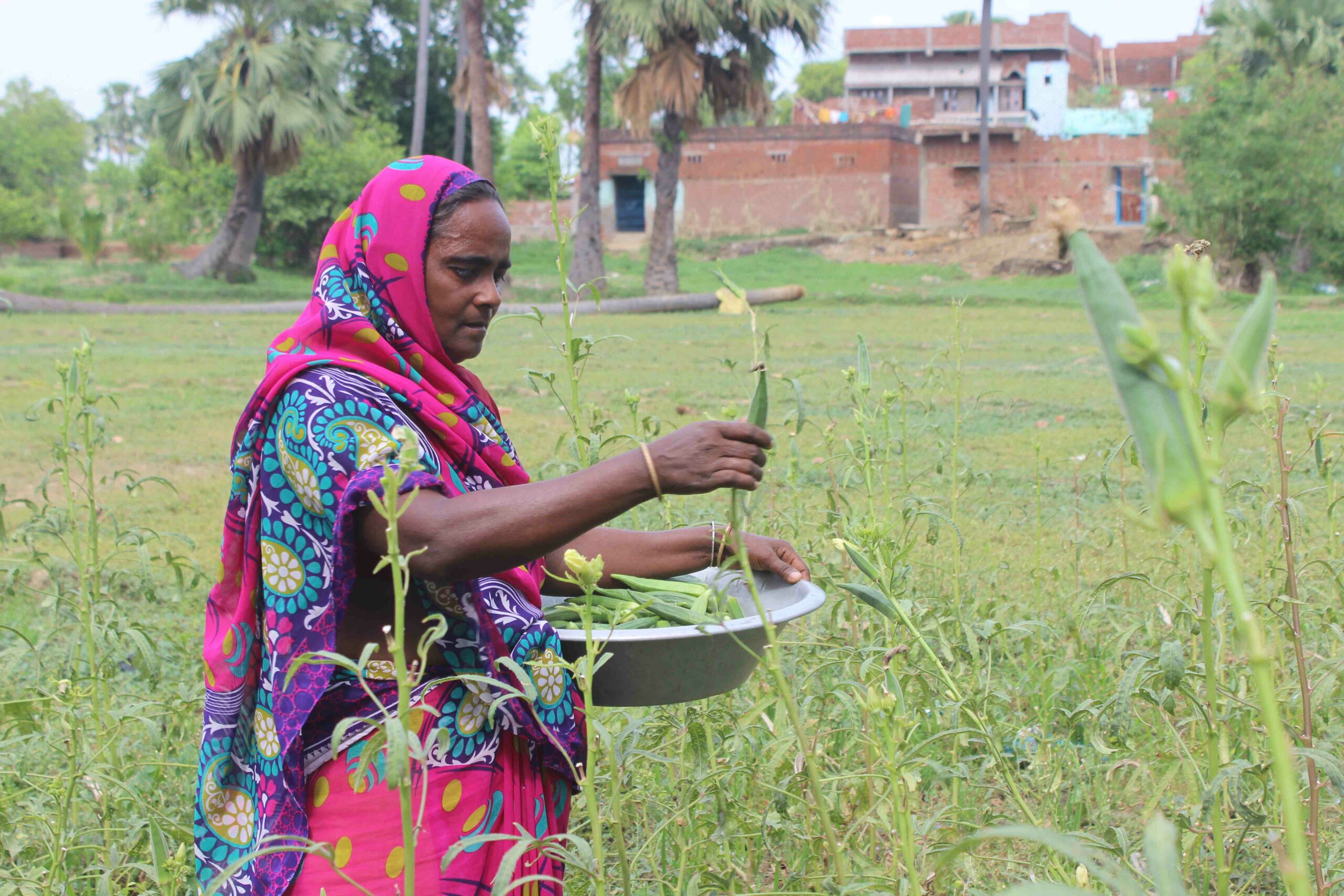 A farmer in Bihar harvesting bhindi (okra) to be sent to the market through Digital Green's Loop model 